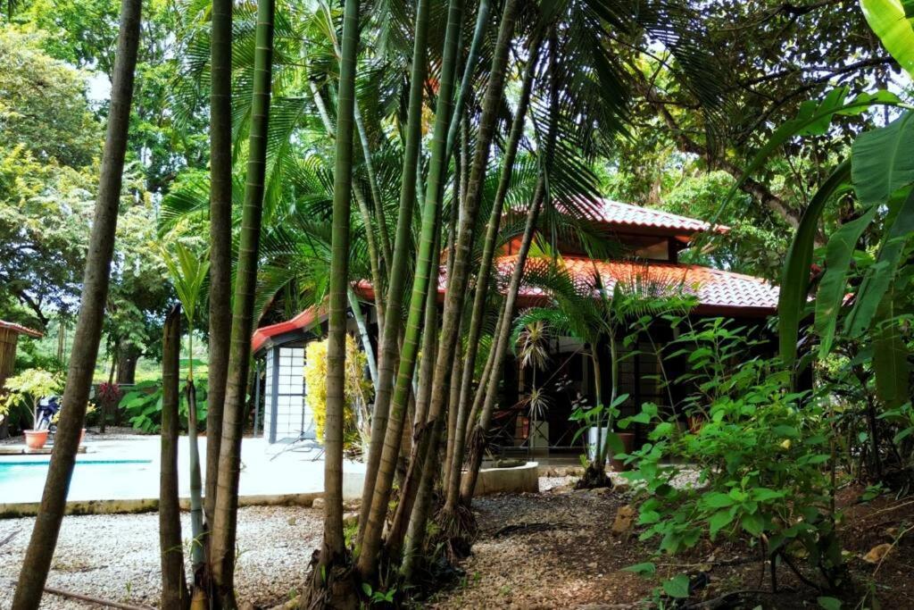 Jungle Surf Monkey Villa Nosara Exterior foto